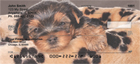 oses, be it laying in their beds or playing in baskets.