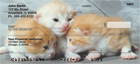 the lawn or cuddling together for a nap.  These House Cats, the Kittens Checks are a must have for any cat lover.