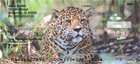 nd ready to strike, or lurking about the jungle, hunting for their next meal.