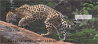 nd ready to strike, or lurking about the jungle, hunting for their next meal.