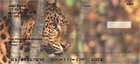 h the wilderness. Four rotating images of these cats sitting beautifully in the woods, or preparing to pounce on another day`s meal.