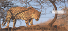 h the wilderness. Four rotating images of these cats sitting beautifully in the woods, or preparing to pounce on another day`s meal.
