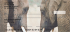 etailed views of elephants in their environment. 