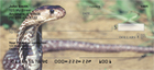  enjoy four rotating images of overlapping scales slithering across your checks.   