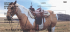 eld. Close up shots of this horses beautiful features will cover your checks.