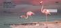 atural environment.  Ping Flamingos are found in both the Western Hemisphere and in the Eastern Hemisphere, but are more numerous in the latter. 