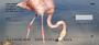 atural environment.  Ping Flamingos are found in both the Western Hemisphere and in the Eastern Hemisphere, but are more numerous in the latter. 