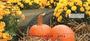 ove these fall mums in four rotating images to enjoy each time you use your checks.