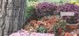 ove these fall mums in four rotating images to enjoy each time you use your checks.