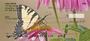 d it`s magnificent details as it gathers fluid. These checks rotate as you use them allowing you to appreciate the true beauty of a butterfly.