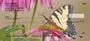 d it`s magnificent details as it gathers fluid. These checks rotate as you use them allowing you to appreciate the true beauty of a butterfly.