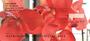lose up views allowing you to see each special detail of these flowers.