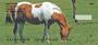 e. Four rotating images capture several scenes and a variety of horses. 