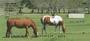 e. Four rotating images capture several scenes and a variety of horses. 