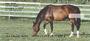 e. Four rotating images capture several scenes and a variety of horses. 