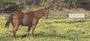 e. Four rotating images capture several scenes and a variety of horses. 