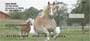  has these Horse checks starting at $ 5.99 every day for single checks, duplicates are only $ 2.00 more a box. Order your Horse Personal Checks today from Carousel Checks.    
