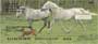  has these Horse checks starting at $ 5.99 every day for single checks, duplicates are only $ 2.00 more a box. Order your Horse Personal Checks today from Carousel Checks.    