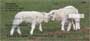 r rotating images bringing you right to the farm every time you use these checks!
