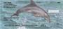 f these intelligent creatures, these checks are sure to please every dolphin fan.