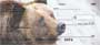 g images of these great bears of the american wilderness, these checks are sure to please any grizzly lover or nature buff.