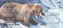 g images of these great bears of the american wilderness, these checks are sure to please any grizzly lover or nature buff.