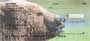 g images of these great bears of the american wilderness, these checks are sure to please any grizzly lover or nature buff.