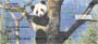 ds.  These checks are sure to make any panda lover feel as warm as these furry bears.