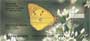 ith four rotating images of these sweet creatures, the realistic pictures will make you thing the butterflies are about to fly off the check!