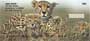  four rotating images of these little baby cats, these checks are sure to make you smile.