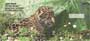  four rotating images of these little baby cats, these checks are sure to make you smile.