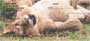  four rotating images of these little baby cats, these checks are sure to make you smile.