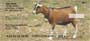 ey roam freely about a country barnyard.