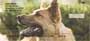 otating images depicting these animals in some of there finest stances.