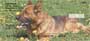 otating images depicting these animals in some of there finest stances.