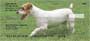 r pet them.  Great for any terrier or dog lover.
