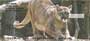 s of these cats sitting beautifully in the woods, or preparing to pounce on another day`s meal.