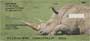 ur images make up these Rhino Checks that picture some amazing views of the horned creatures.