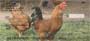 , which each of these four images will remind you of as your write each new check.