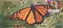  these multicolored insects grace your checks, bringing a new beautiful image of these butterflies with each check you write.