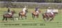 d animal.  Four rotating images capture several scenes of this game on its beautiful green field.