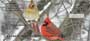 it is flying through the air, or perching in a tree, these cardinal checks depict the most majestic aspects of the cardinal.