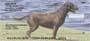 p about with joy, playing fetch, and standing beautifully in the summer sun.