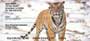 s, and tigers, these are sure to please any big cat lover.