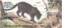 s, and tigers, these are sure to please any big cat lover.