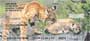  cats.  With little cubs playing, old bobcats pouncing, and a mother cleaning her young, any animal or cat lover would enjoy these checks.