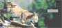  cats.  With little cubs playing, old bobcats pouncing, and a mother cleaning her young, any animal or cat lover would enjoy these checks.