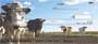 .  And now you can show how big of a dairy fan you are with these new Cows Personal Checks, with four rotating images of these friends from the country.