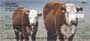 .  And now you can show how big of a dairy fan you are with these new Cows Personal Checks, with four rotating images of these friends from the country.