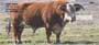 .  And now you can show how big of a dairy fan you are with these new Cows Personal Checks, with four rotating images of these friends from the country.